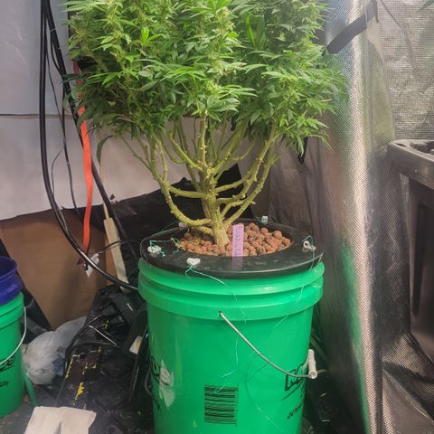 Wedding Cake 2 growlog timeline photo