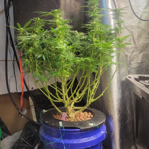 Wedding Cake 1 growlog timeline photo