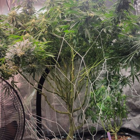 OG Kush growlog timeline photo