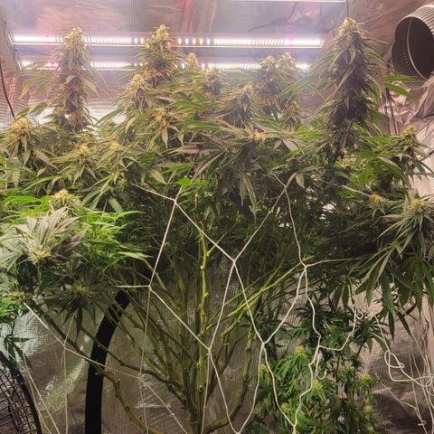 OG Kush growlog timeline photo