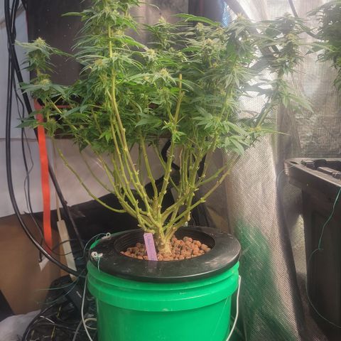 Wedding Cake 1 growlog timeline photo