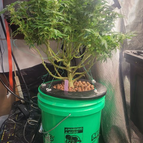 Wedding Cake 2 growlog timeline photo