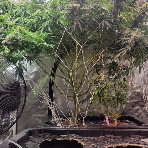 OG Kush growlog timeline photo