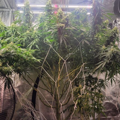 OG Kush growlog timeline photo
