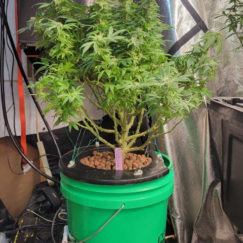 Wedding Cake 2 growlog timeline photo