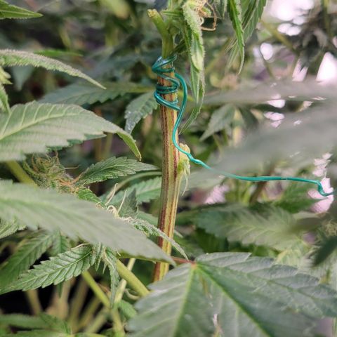 Wedding Cake 1 growlog timeline photo