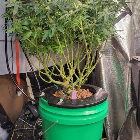 Wedding Cake 1 growlog timeline photo