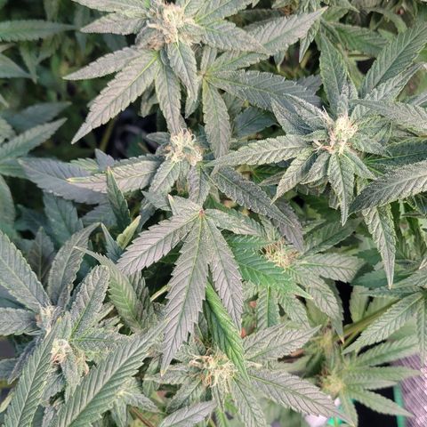 Wedding Cake 1 growlog timeline photo
