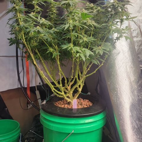 Wedding Cake 1 growlog timeline photo
