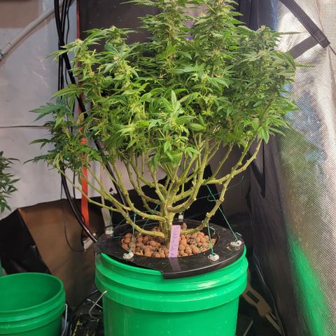 Wedding Cake 2 growlog timeline photo