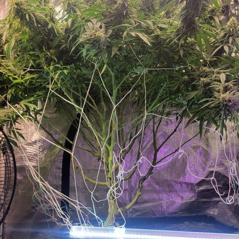 OG Kush growlog timeline photo