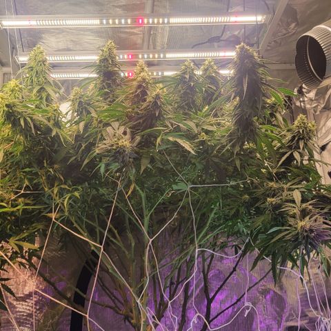 OG Kush growlog timeline photo