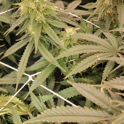 OG Kush growlog timeline photo