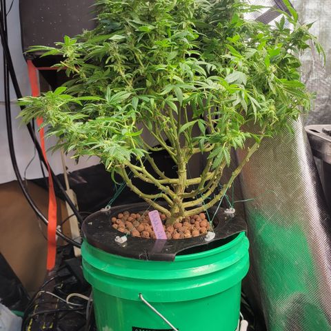 Wedding Cake 2 growlog timeline photo