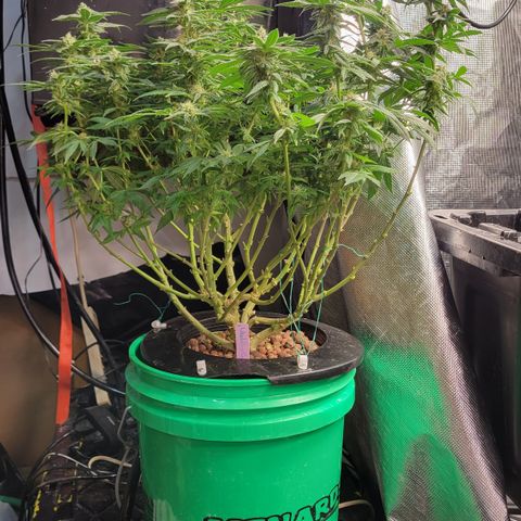 Wedding Cake 1 growlog timeline photo