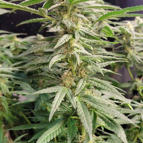 Wedding Cake 1 growlog timeline photo