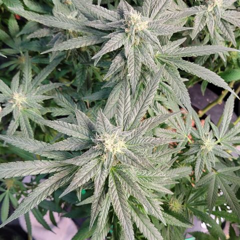 Wedding Cake 1 growlog timeline photo