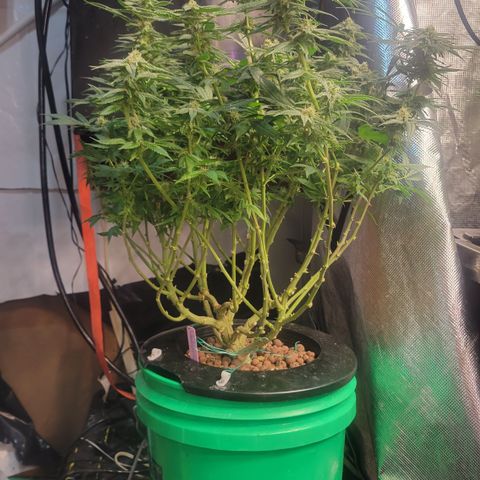 Wedding Cake 1 growlog timeline photo
