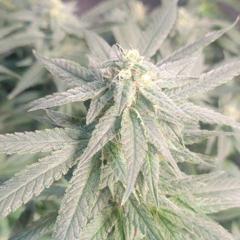 Wedding Cake 1 growlog timeline photo