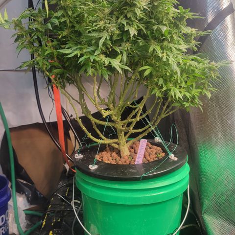 Wedding Cake 2 growlog timeline photo