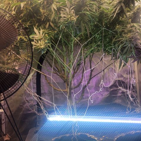 OG Kush growlog timeline photo