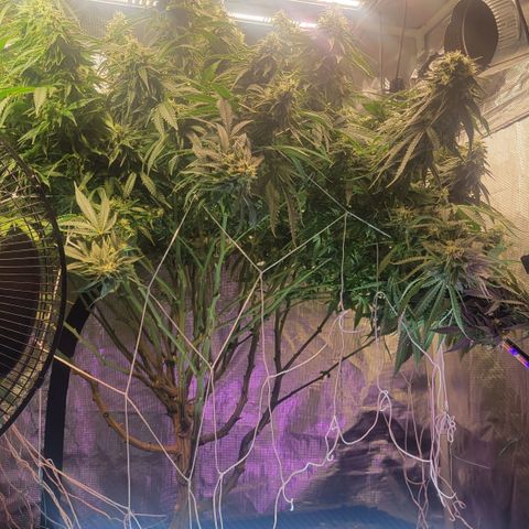 OG Kush growlog timeline photo