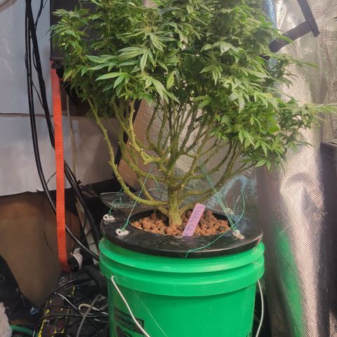 Wedding Cake 2 growlog timeline photo
