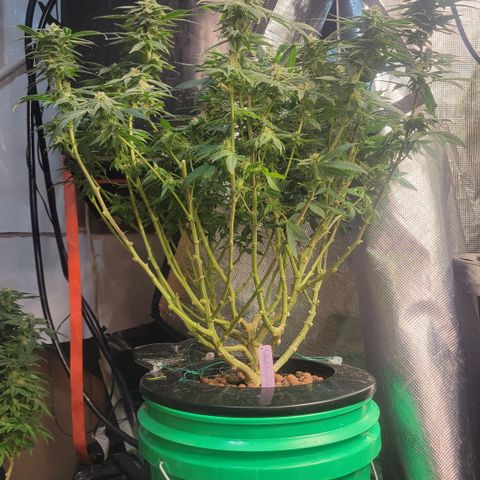 Wedding Cake 1 growlog timeline photo