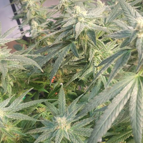 Wedding Cake 1 growlog timeline photo