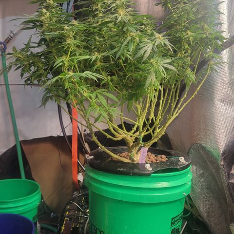 Wedding Cake 1 growlog timeline photo