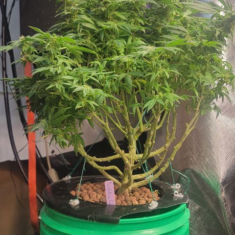 Wedding Cake 2 growlog timeline photo