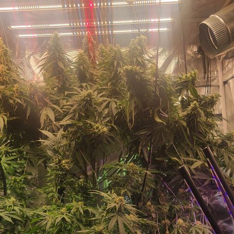 OG Kush growlog timeline photo