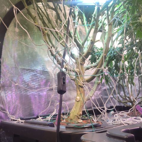 OG Kush growlog timeline photo