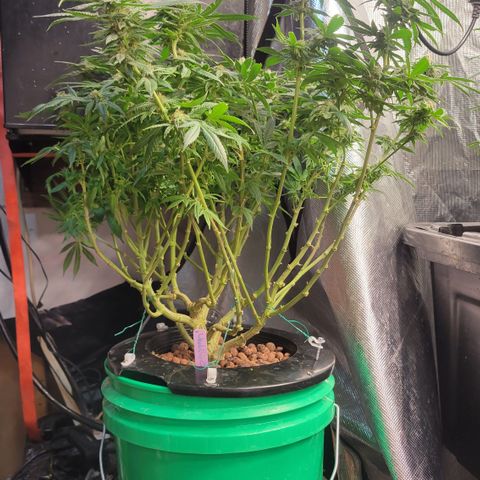 Wedding Cake 1 growlog timeline photo