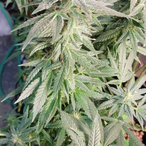 Wedding Cake 1 growlog timeline photo