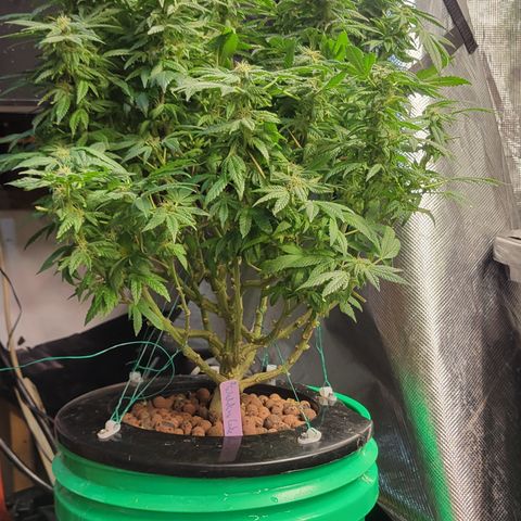 Wedding Cake 2 growlog timeline photo