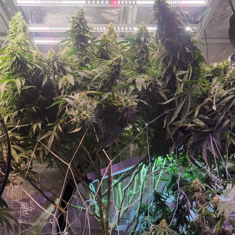 OG Kush growlog timeline photo