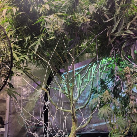 OG Kush growlog timeline photo
