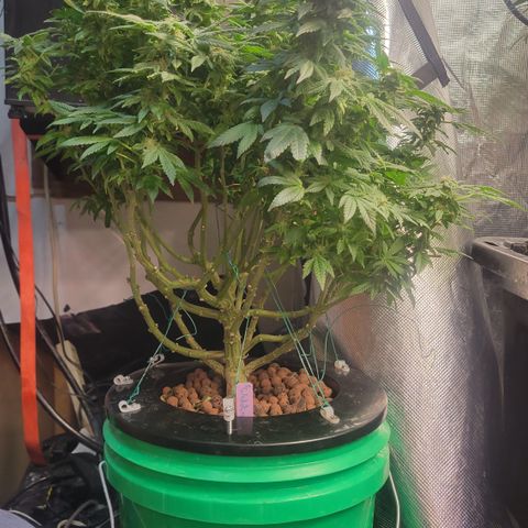 Wedding Cake 2 growlog timeline photo