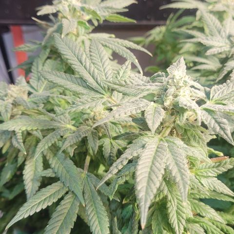 Wedding Cake 2 growlog timeline photo