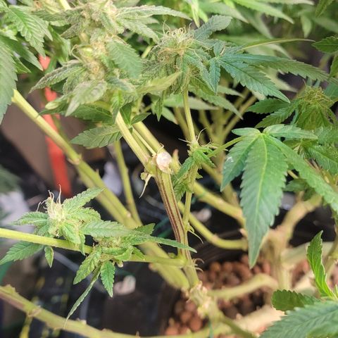 Wedding Cake 1 growlog timeline photo