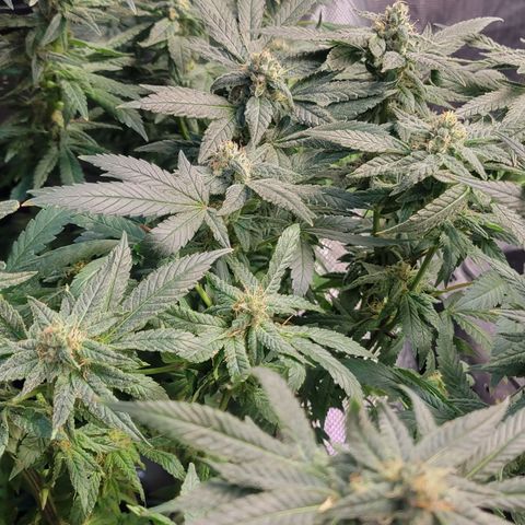 Wedding Cake 1 growlog timeline photo