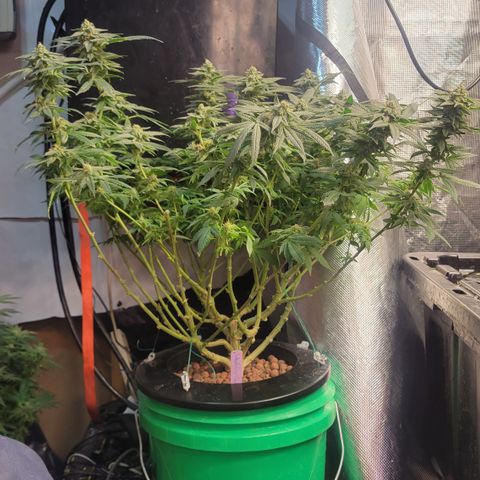 Wedding Cake 1 growlog timeline photo