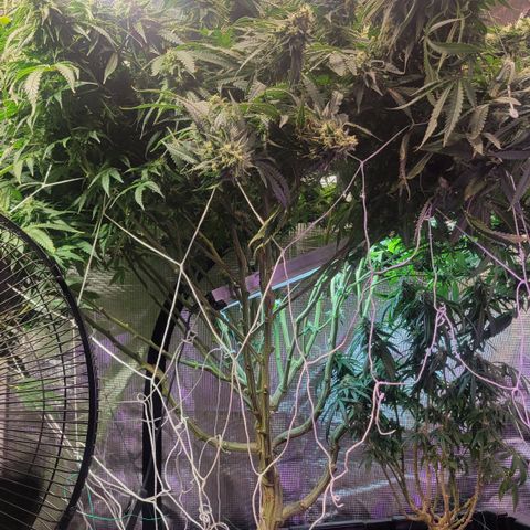 OG Kush growlog timeline photo