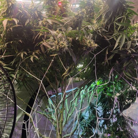 OG Kush growlog timeline photo