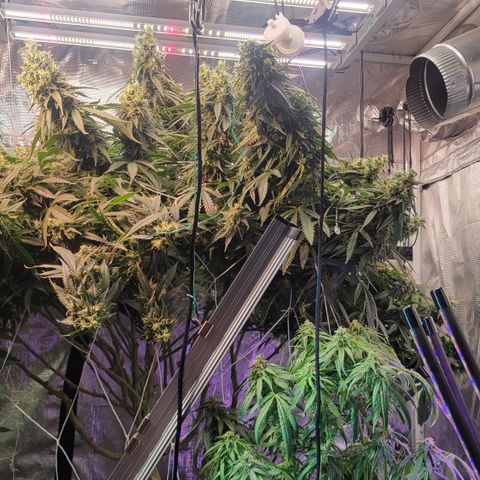 OG Kush growlog timeline photo
