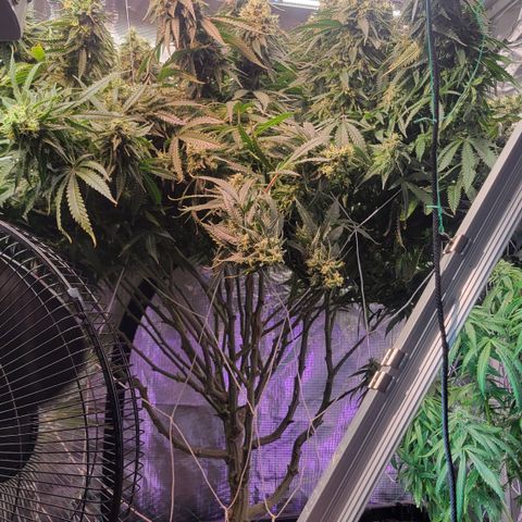 OG Kush growlog timeline photo