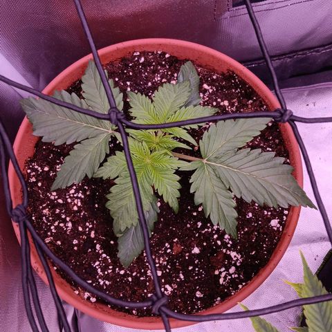 Quick One growlog timeline photo