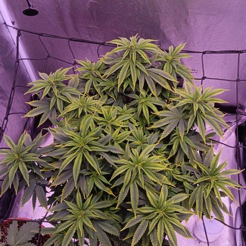 Special Queen #1 growlog timeline photo
