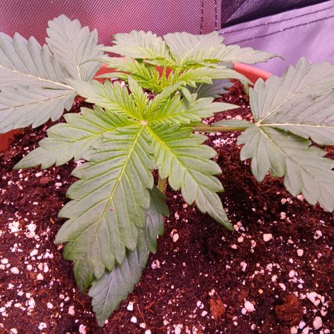 Quick One growlog timeline photo